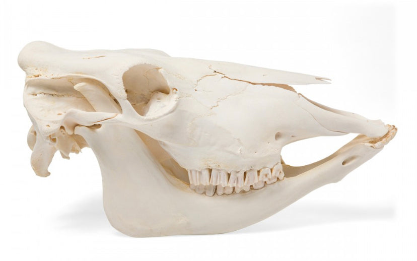 cow skeleton jaw