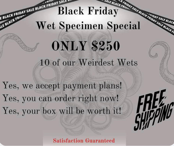 Black Friday Wet Specimen Super Deal