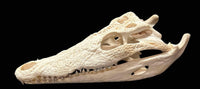 Nile Crocodile (Africa)