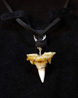 Shark Tooth Necklace